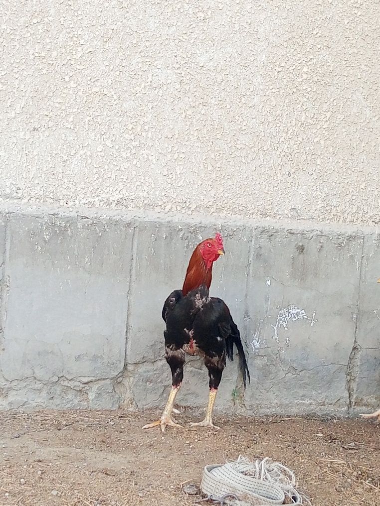 Zoti toz 1par sotiladi
