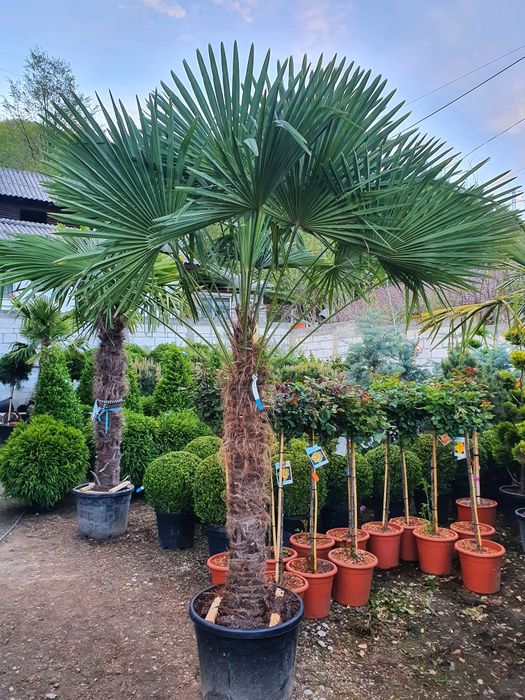 Maslini, leandrii ( oleandru ) buxus glob ( cimisir ) etc