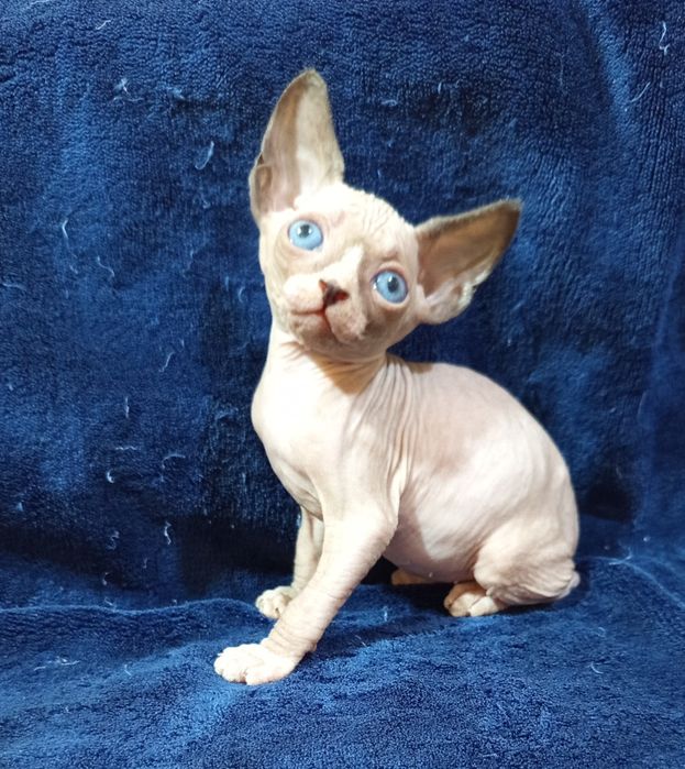 Сфинкс канадский мальчик