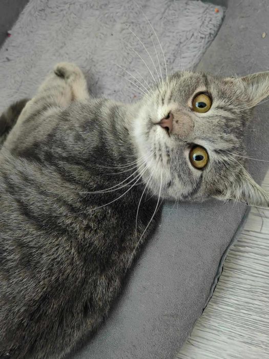 Мило женско коте търси дом!