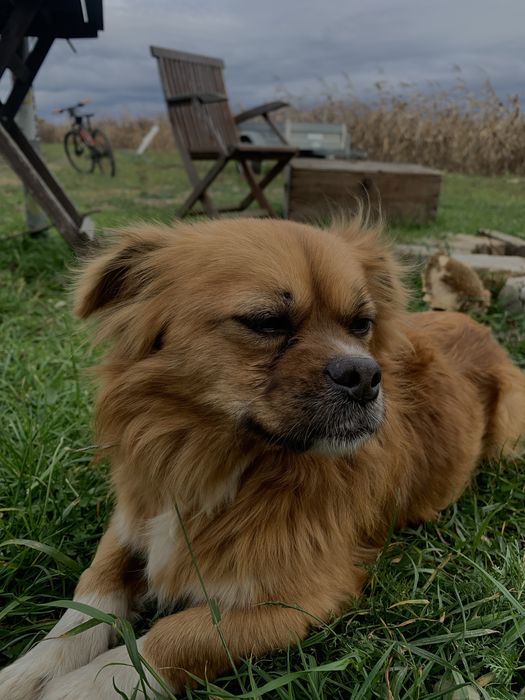 Donez catel pierdut sau abandonat.