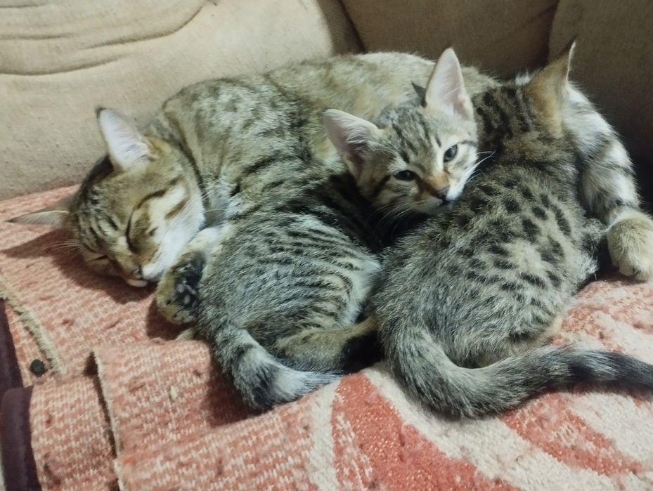 Отдам котят в даром хороший людям заботливым хорошо кушает и пьет