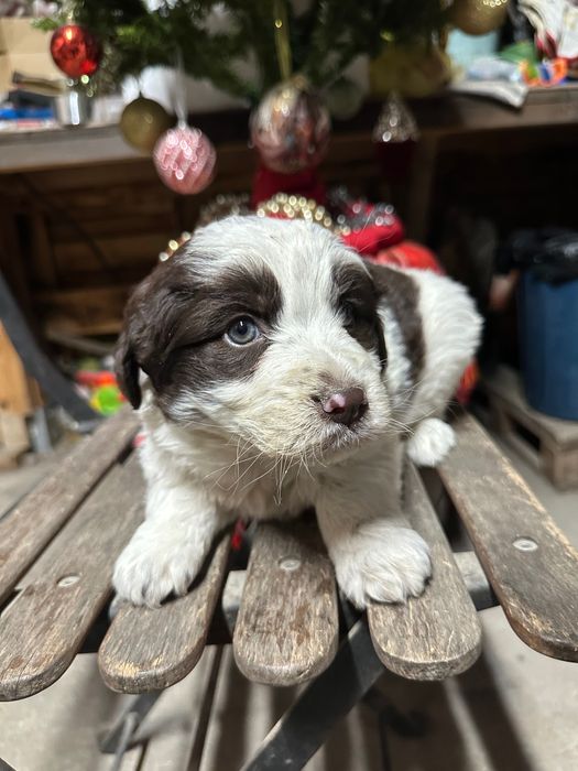 бебе каракачанка