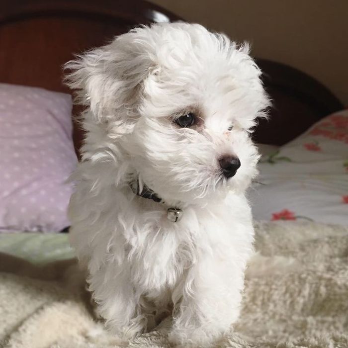 Bichon maltez mini toy