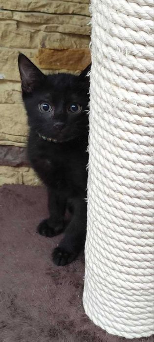 Пристраивается котёнок