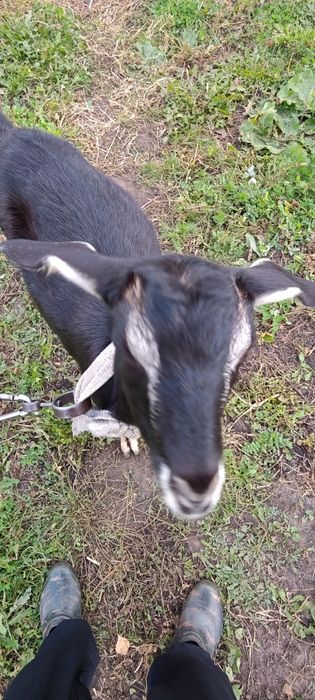 Продам дойную козу и молодую козлушку