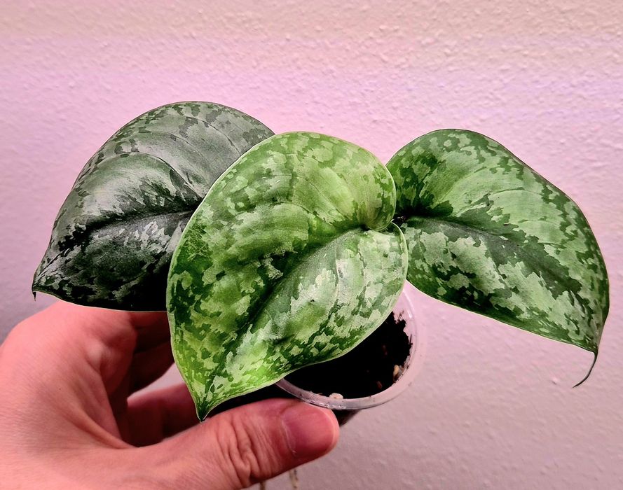 Сциндапсусы сортовые