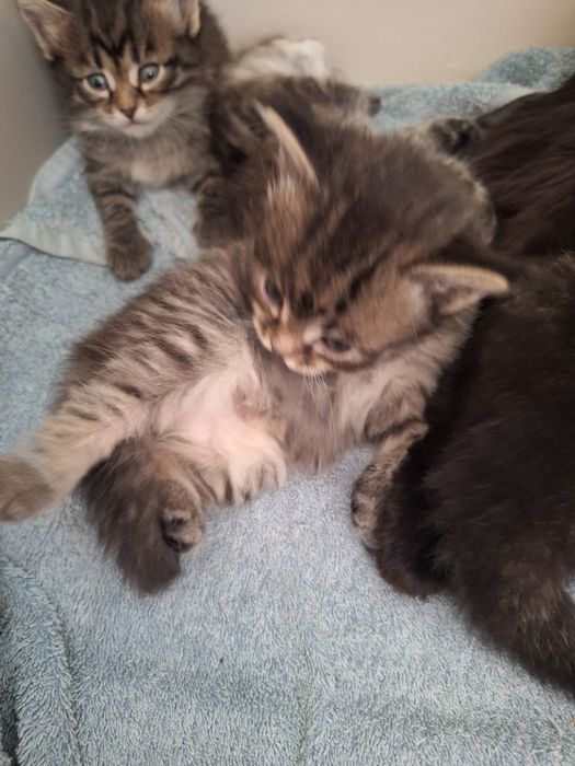 Отдам котят в добрые руки