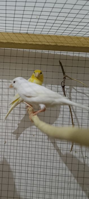 Kanareka sotiladi 3 ta nar 1 ta moda soglom tayor