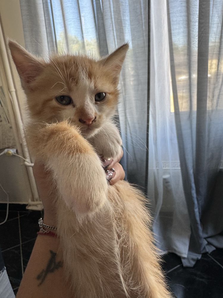 Подарявам котенца