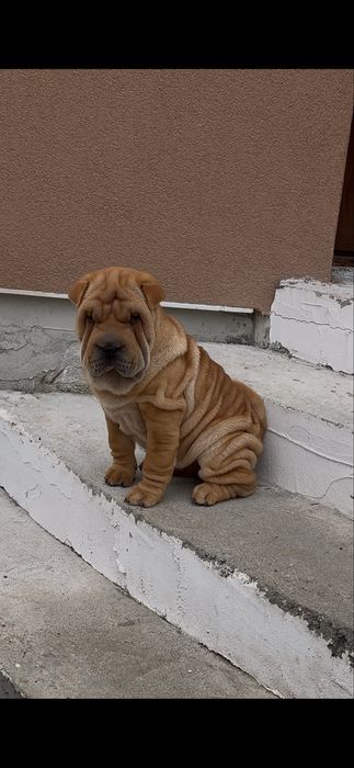 Продавам чистокръвно шарпейче