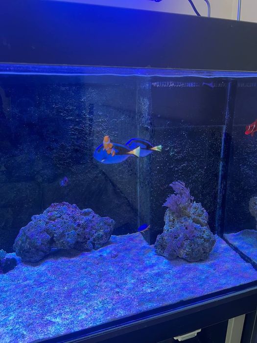 Продам морской аквариум 280 литр