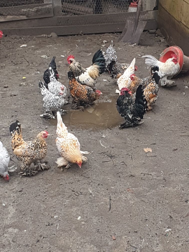 oua ptr incubatgaini de rasa ,mii de flori,brahma creata,australorp ,a