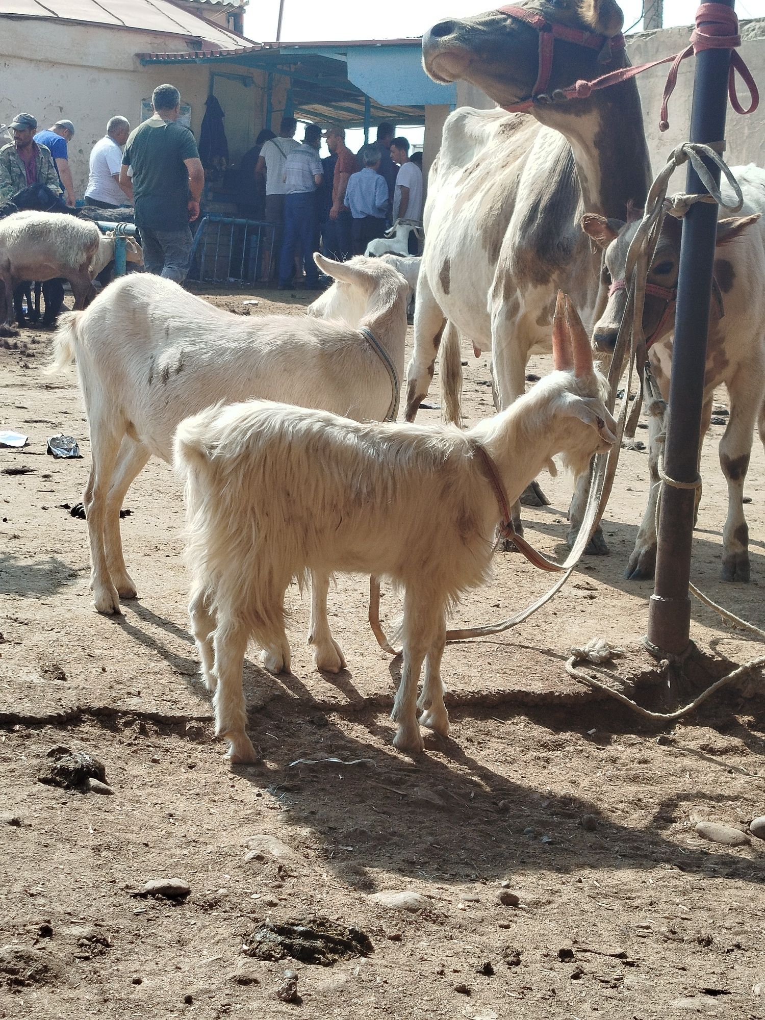 Echki Rasiski sutga