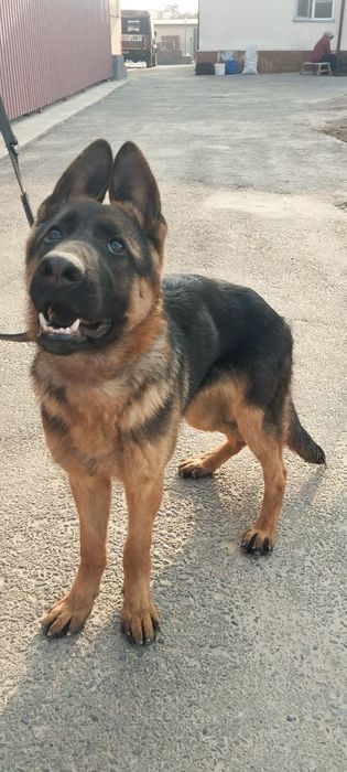 Nenichiski apchalka kuchik  7 oylik Sogʻligiga kafolat beeaman