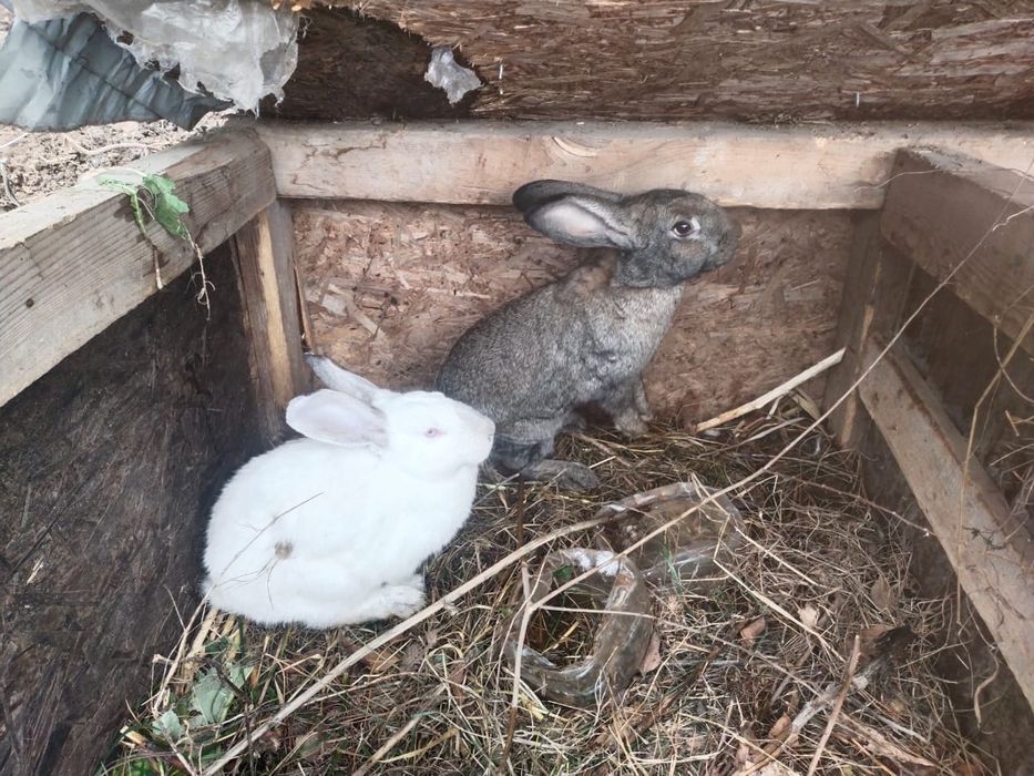 Кролики продам ...