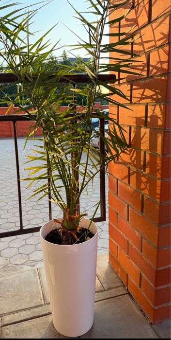 Продам финиковую пальму