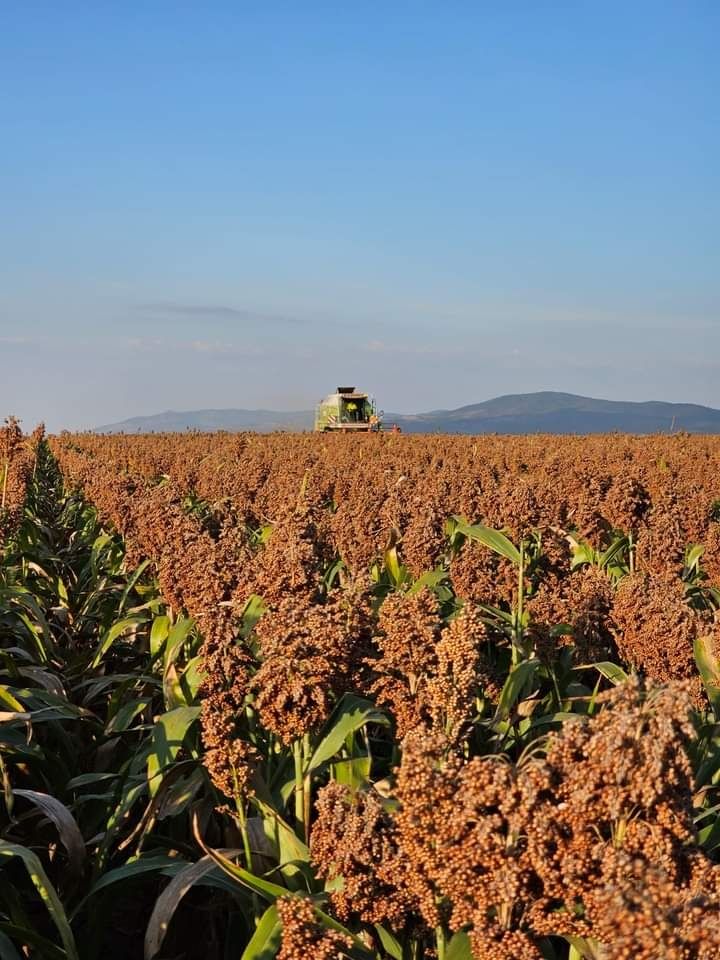 Sămânța Sudan/  Sorg, Mei, Măzăriche, Bromus, Timotei, Ghizdei, Trifoi