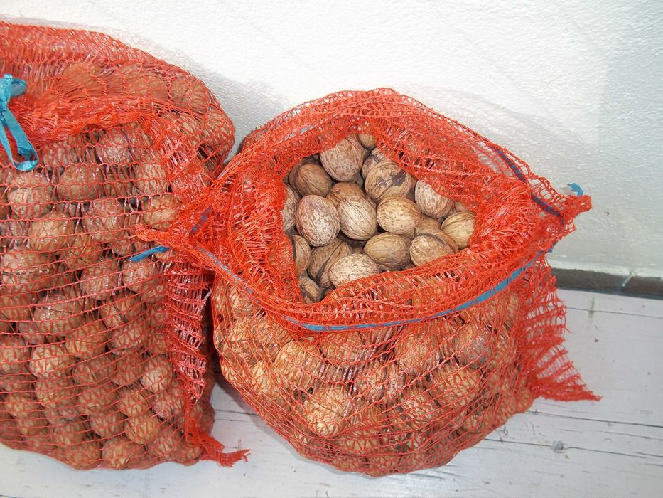 Nuca in coaja productie 2024-2025