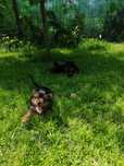 Yorkshire Terrier Talie mică