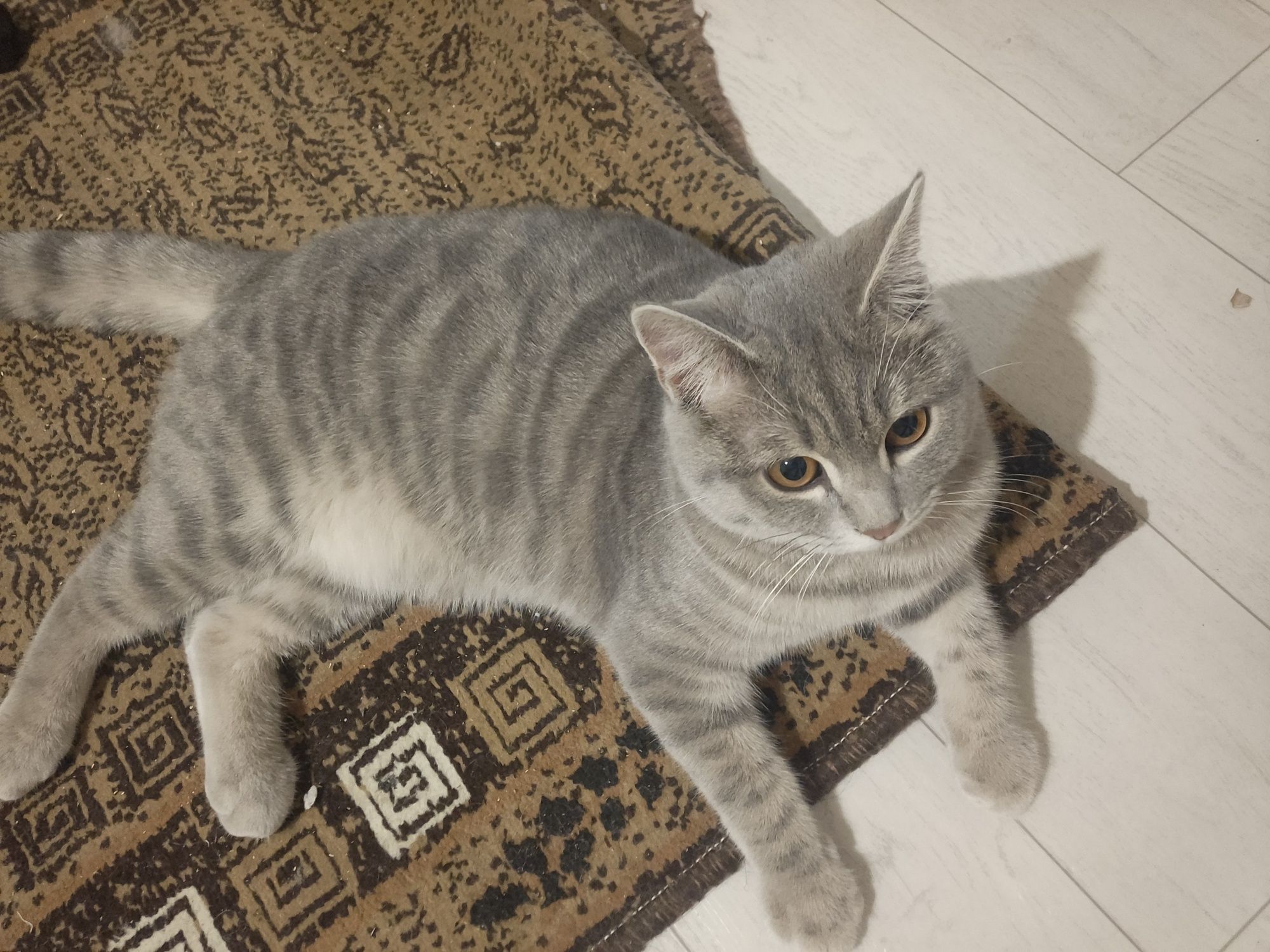 Котик ищет красотку