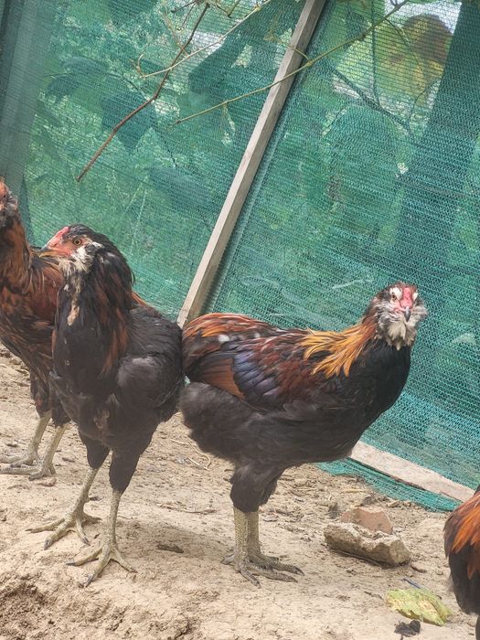 Cocoși Araucana de vanzare