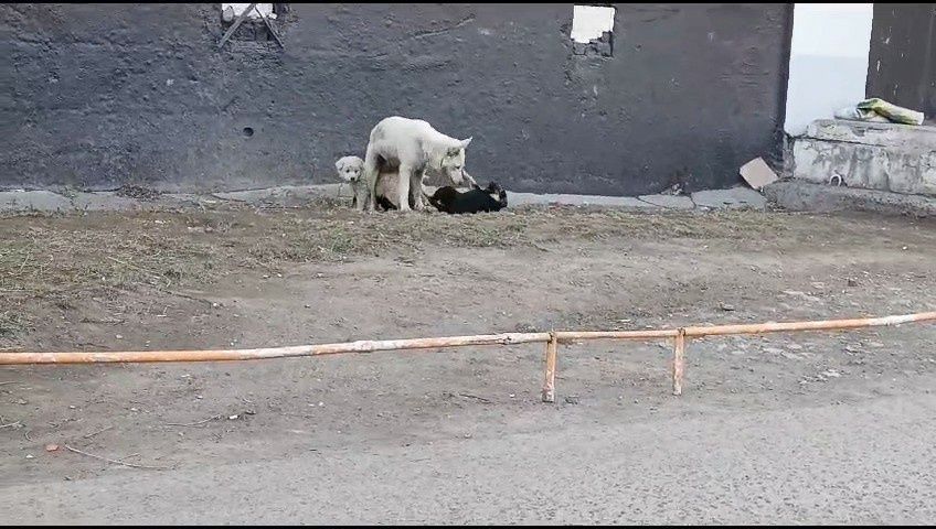 Щенки в дар, очень срочно