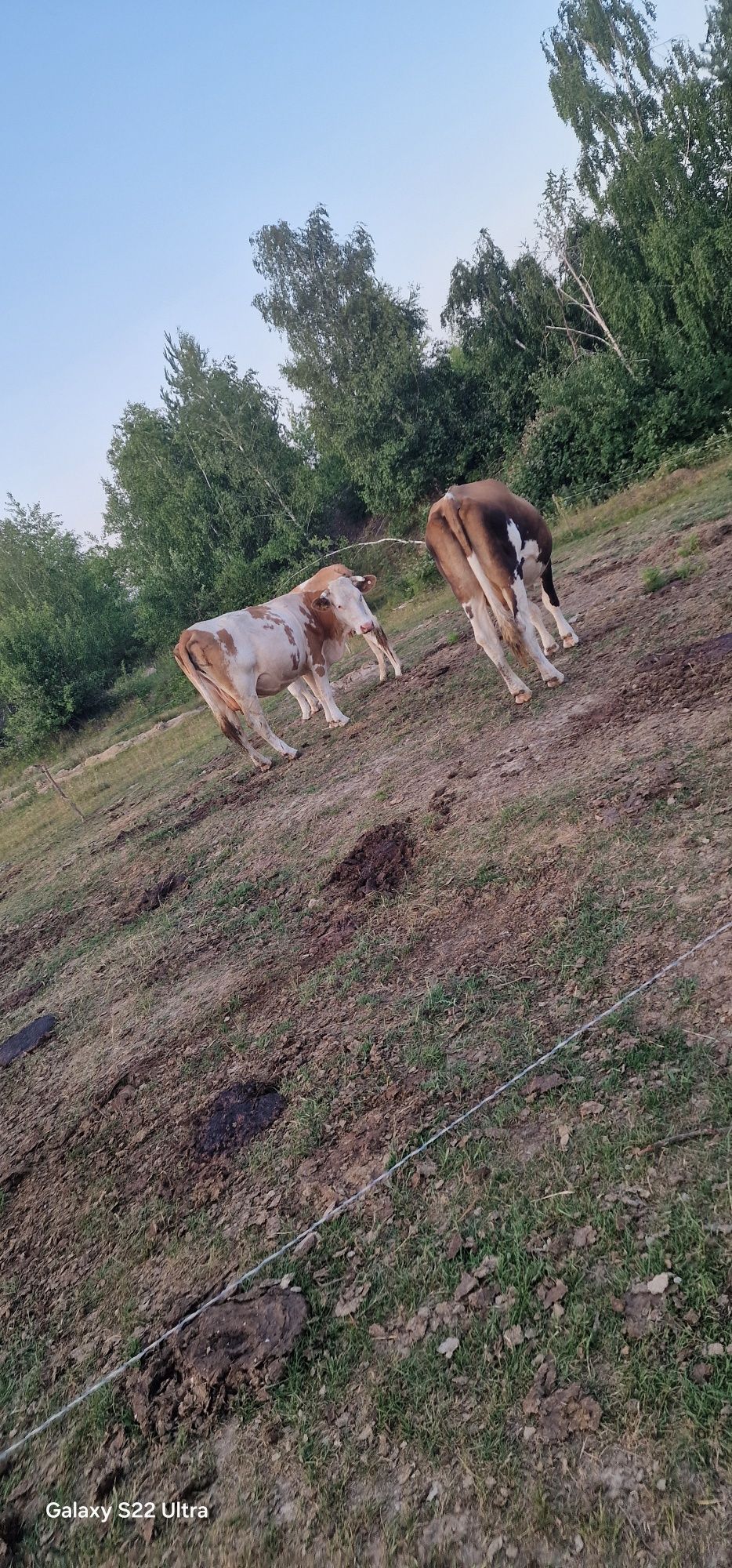 Vaci bălțată românească