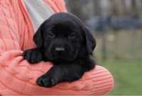 Labrador retriever fetita