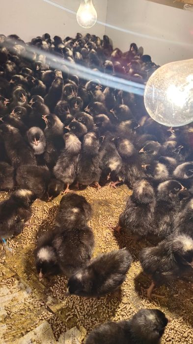 Суточные цыплята