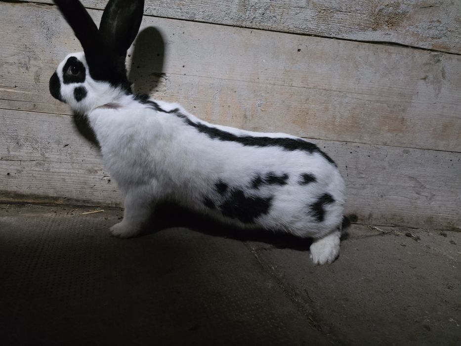 Iepure urias pestriț german