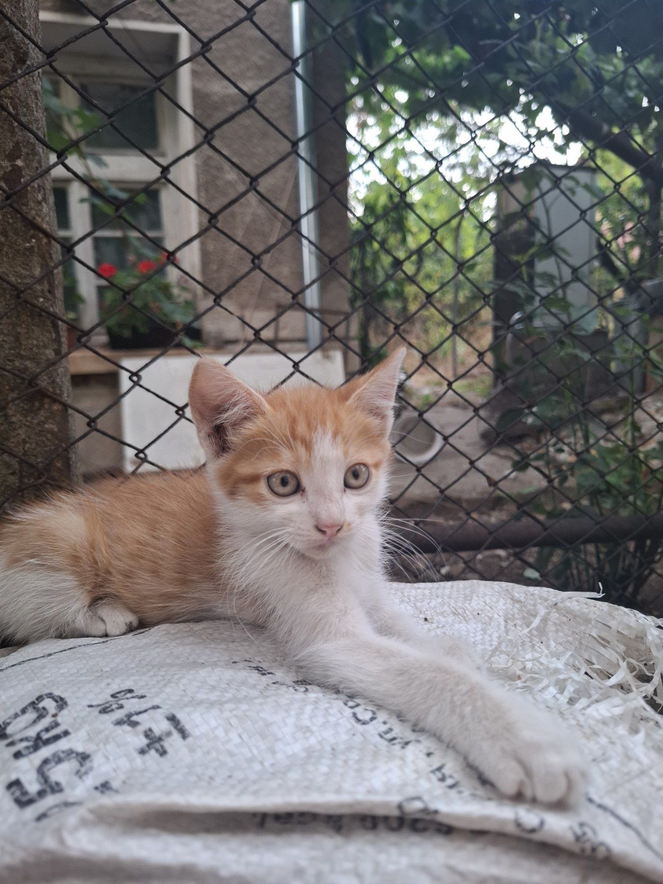 Котета търсят новия си дом