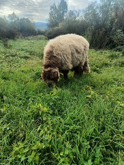 Berbec de vânzare, vârstă 10 luni