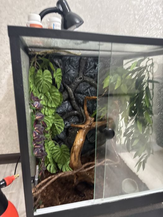Террариум с гекконом бананоедом