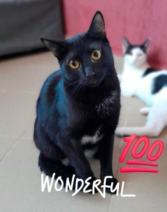 Adoptie pisica neagra castrata Hurem