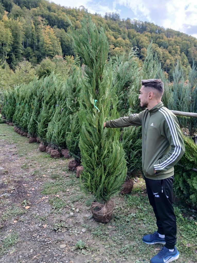 Leylandi gard viu veșnic verde