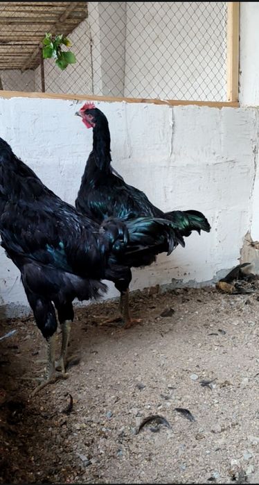 Гигант корашахзода жужа хурозлари сотилади