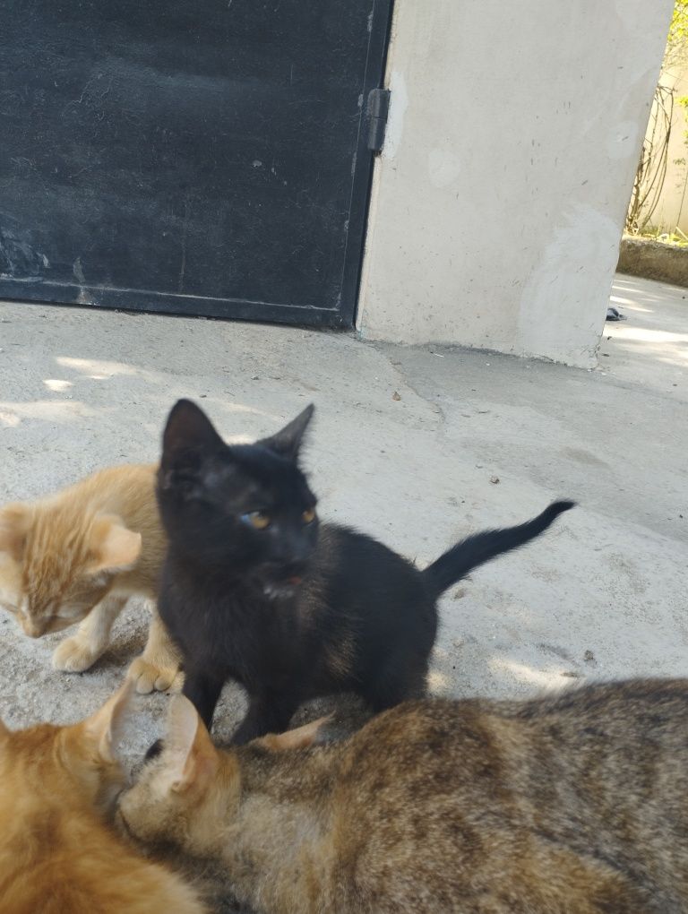 Подаряваме котета