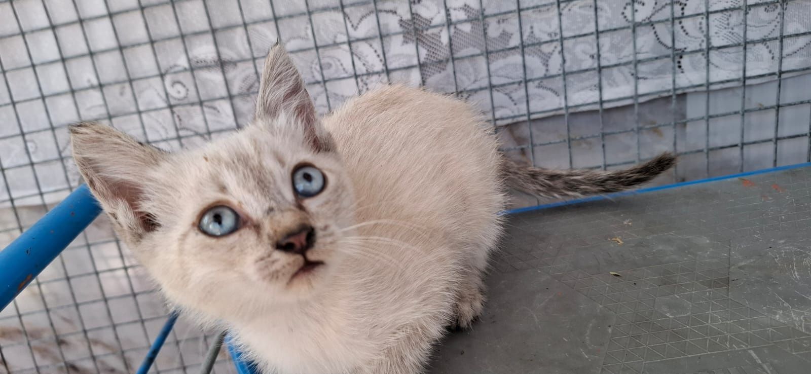 Котёнок девочка с голубыми глазками
