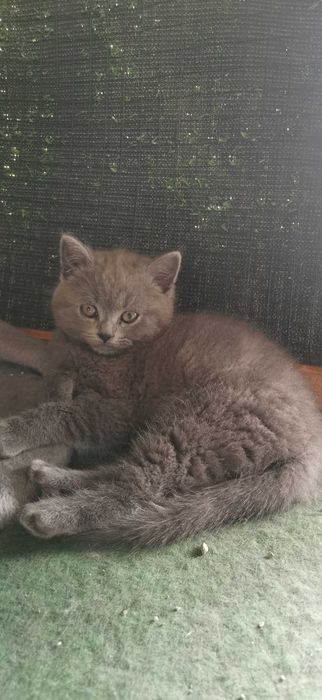 Британско коте момче и момиче