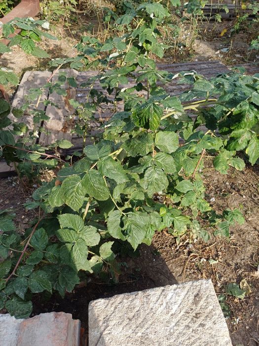 Ремонтантная , вкусная , крупная