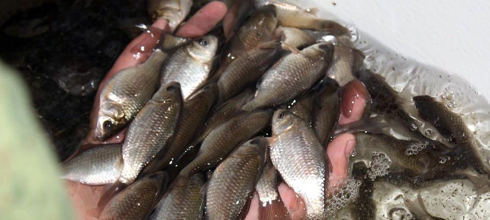 Живец Карась Круглосуточно