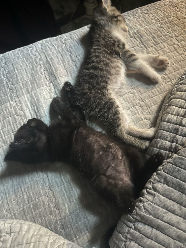 Отдадим котят в хорошие руки