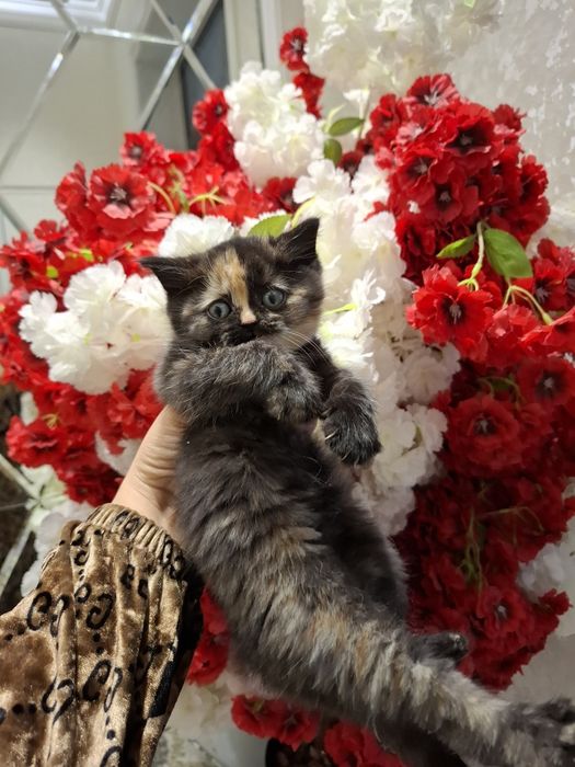 Mushukcha sotiladi 1.5 oylik zoti tozza