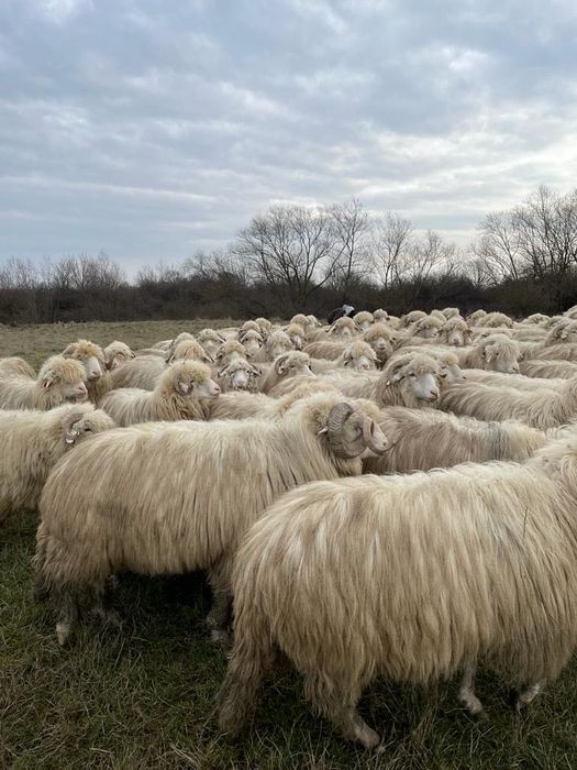 40 de oi de vânzare cu origine ,secțiunea principală .