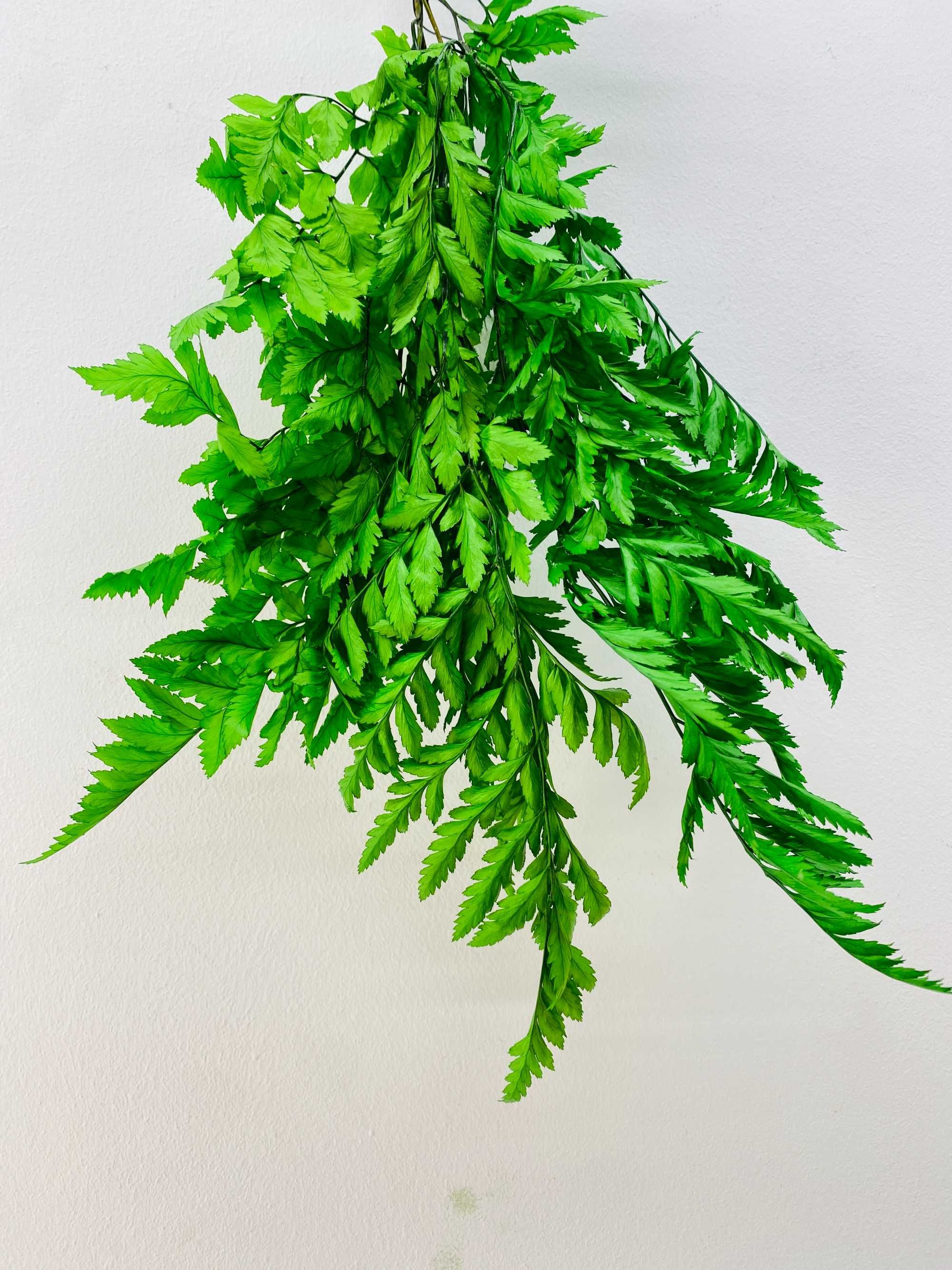 Plante decorative naturale | FERIGA stabilizata