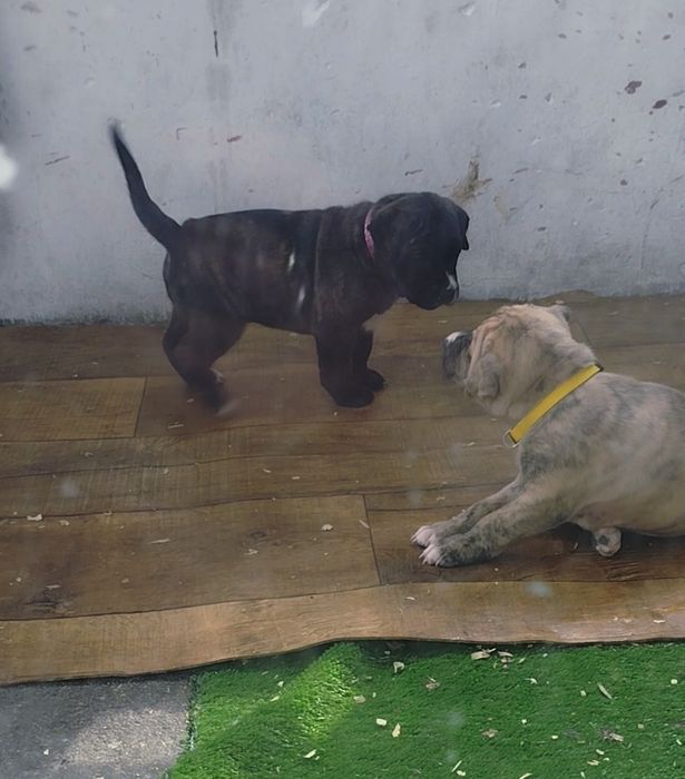 Преса Канарио Presa Canario