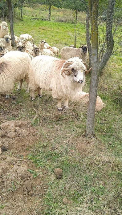 Berbec de vânzare bun de montă jud Sălaj mai multe detalii la telefon