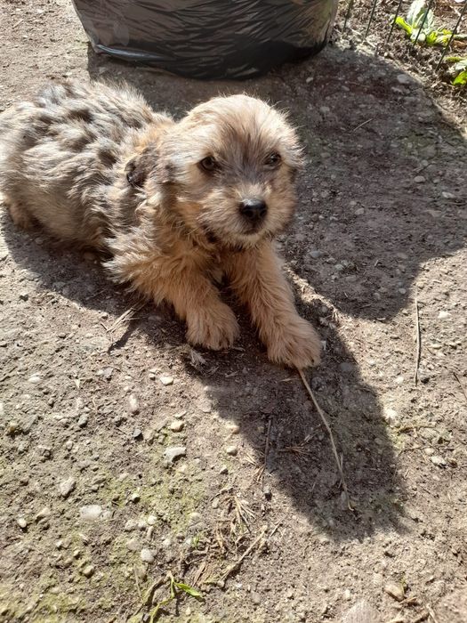 Cățeluși foarte drăguți