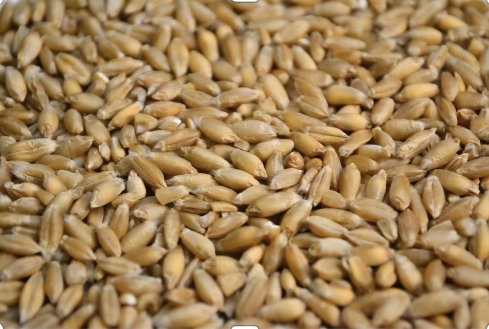 Triticale de vanzare